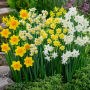 Mix de narcise multiflora