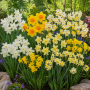 Mix de narcise multiflora