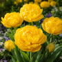 Lalea Monte Peony