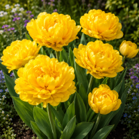 Lalea Monte Peony