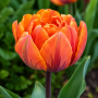 Lalea Orange Princess