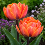 Lalea Orange Princess