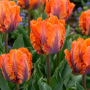Lalea Orange Rococo