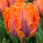 Lalea Orange Rococo