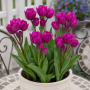 Lalea Purple Bouquet