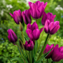 Lalea Purple Bouquet