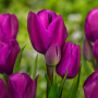 Lalea Purple Bouquet