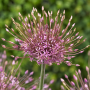 Allium Schubertii