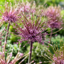 Allium Schubertii