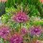 Allium Schubertii