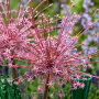 Allium Schubertii