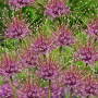 Allium Schubertii