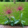 Allium Schubertii