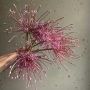 Allium Schubertii
