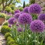 Allium Gladiator