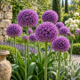 Allium Gladiator