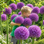 Allium Gladiator