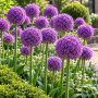 Allium Gladiator