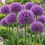 Allium Gladiator