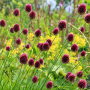 Allium Sphaerocephalon
