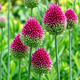 Allium Sphaerocephalon