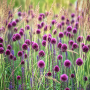 Allium Sphaerocephalon