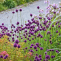 Allium Sphaerocephalon