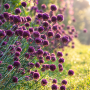 Allium Sphaerocephalon