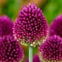 Allium Sphaerocephalon