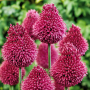 Allium Sphaerocephalon