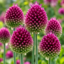 Allium Sphaerocephalon