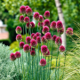 Allium Sphaerocephalon
