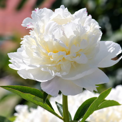 Bujor Duchesse De Nemours