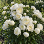 Bujor Duchesse De Nemours