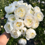 Bujor Duchesse De Nemours