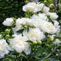 Bujor Duchesse De Nemours