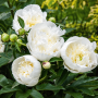Bujor Duchesse De Nemours