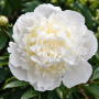 Bujor Duchesse De Nemours