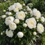 Bujor Duchesse De Nemours