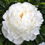  Bujor Gardenia 
