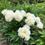   Bujor Gardenia 