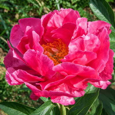 Bujor Paula Fay