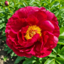 Bujor Red Glory