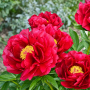 Bujor Red Glory