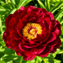 Bujor Red Glory