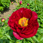 Bujor Red Glory