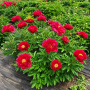 Bujor Red Glory