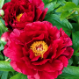 Bujor Red Glory