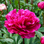  Bujor Red Sarah Bernhardt