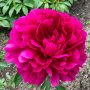  Bujor Red Sarah Bernhardt